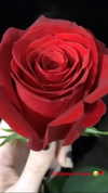 roxiechelon2 Altpins Profile Picture