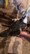 carmonoam Altpins Profile Picture