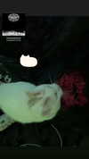 butter.on.a.poptart69 Altpins Profile Picture