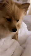 sunnyrayyxo Altpins Profile Picture