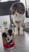 sonia_litvanchuk Altpins Profile Picture