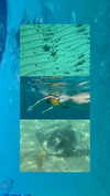 gissell_eli Altpins Profile Picture