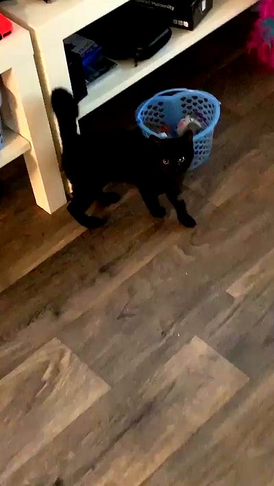 suikomuu suikomuu archive video