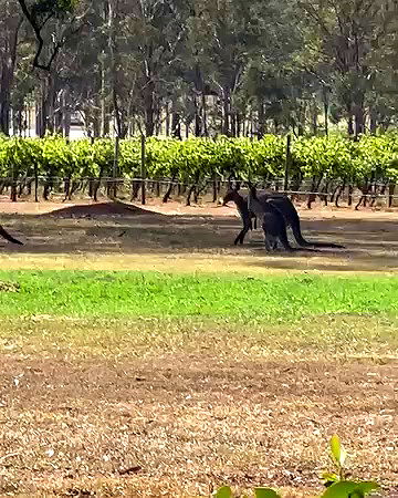 taylor.creeden taylor.creeden archive video