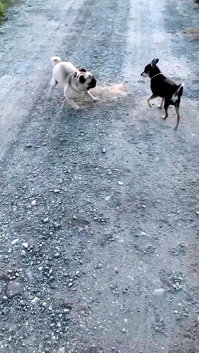 nyityam nyityam archive video