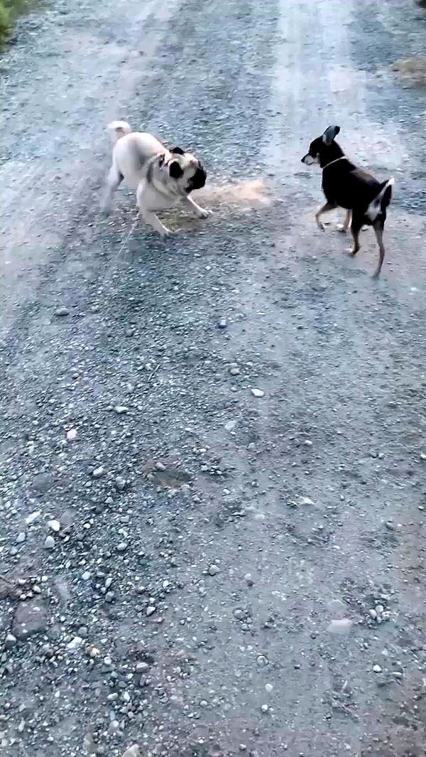 nyityam archive video preview