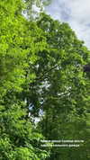 veroni22ka Altpins Profile Picture