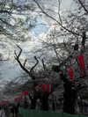 kasumi_sen Altpins Profile Picture