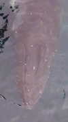 itsilanosh Altpins Profile Picture