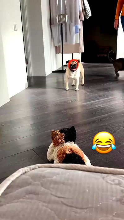 nyityam nyityam archive video