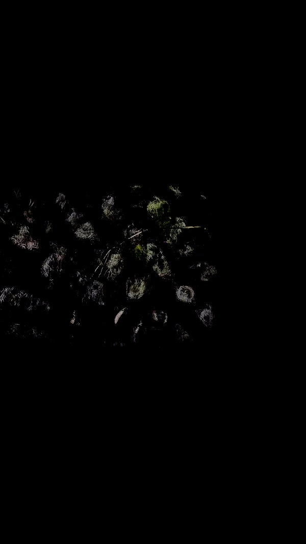 shaharo__._ archive video preview