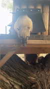 feelbetterinmysweater Altpins Profile Picture