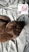 alice_hez Altpins Profile Picture