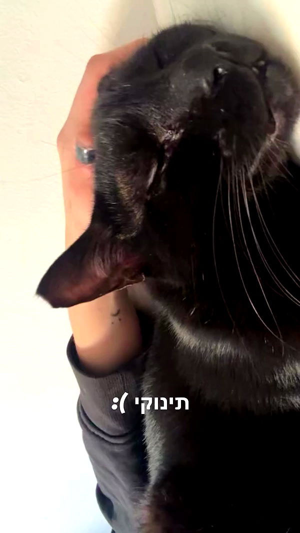 avitallllllllllllllll archive video preview