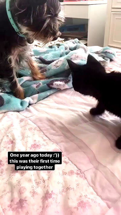 iluvmeww iluvmeww archive video