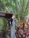 lishai_halevi Altpins Profile Picture