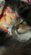 nishymoon_ Altpins Profile Picture