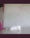 catl0verr69 Altpins Profile Picture