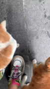 ptpchik Altpins Profile Picture