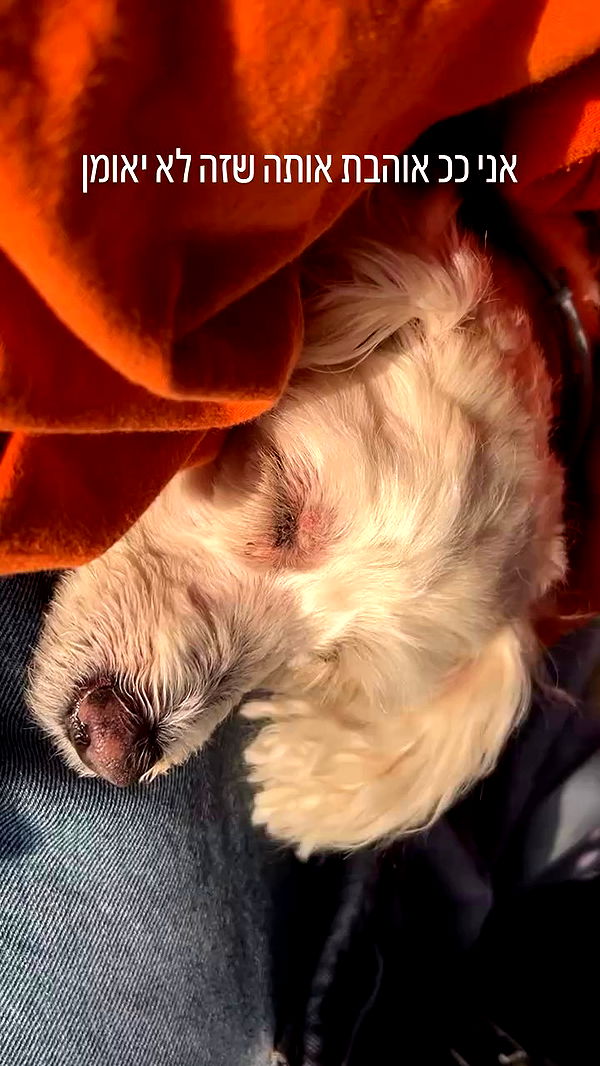 feelbetterinmysweater archive video preview