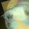 owlydiaa Altpins Profile Picture