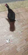maycohen8 Altpins Profile Picture