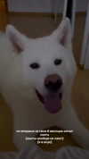 kriskaik Altpins Profile Picture