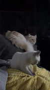 b.zohar Altpins Profile Picture