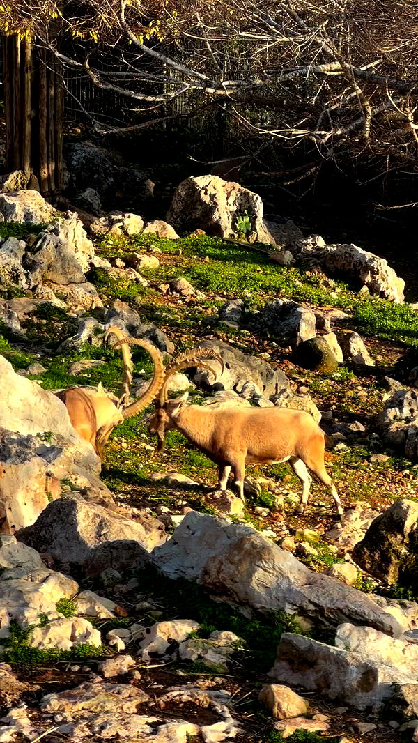 strawberryshanz archive video preview