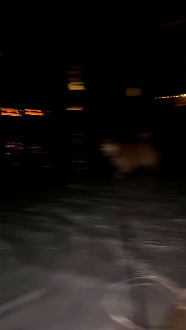 zommmbri archive video preview
