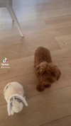 shakira Altpins Profile Picture