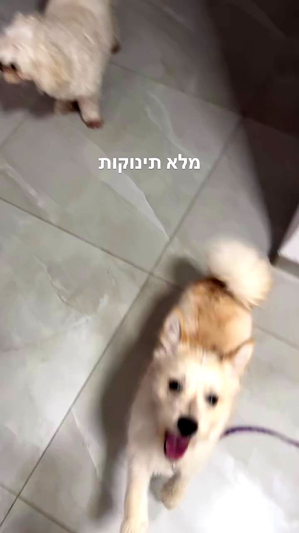 liron_vaitzman archive video preview