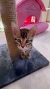alice_delish Altpins Profile Picture