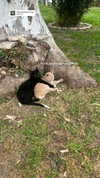 jahia_brown Altpins Profile Picture