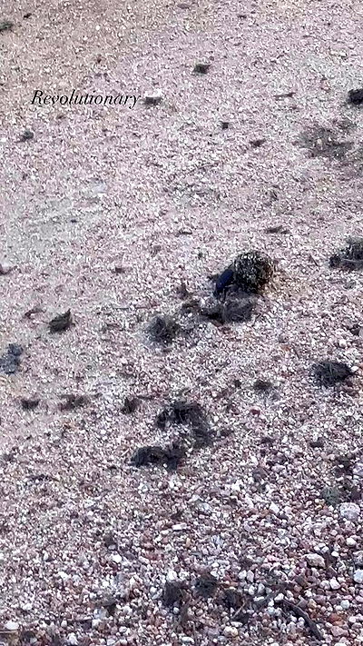 taylor.creeden taylor.creeden archive video