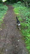 jahia_brown Altpins Profile Picture