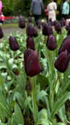 ruth_chavarri Altpins Profile Picture