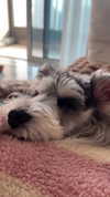 miisu000 Altpins Profile Picture