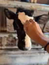 biton__adi Altpins Profile Picture