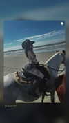 zommmbri Altpins Profile Picture