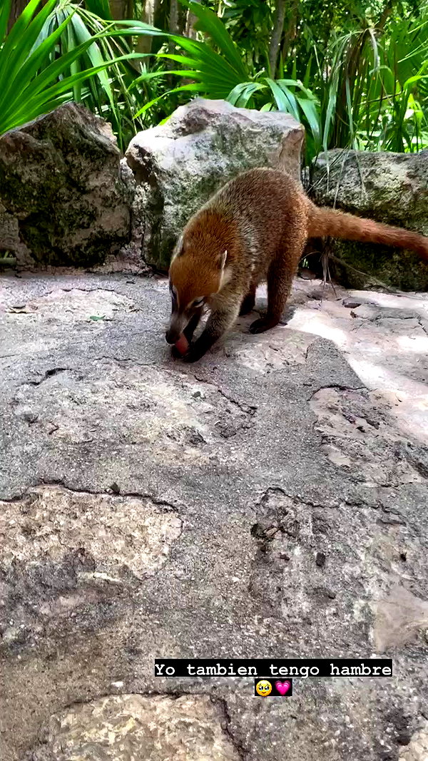 shunli__mei archive video preview