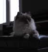 protheme Altpins Profile Picture