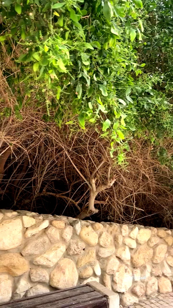 emily.otaku archive video preview