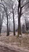 nikolpeleg Altpins Profile Picture