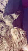 _ociaa_05 Altpins Profile Picture