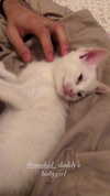 rott3nbambi Altpins Profile Picture