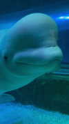 dante_yangpa Altpins Profile Picture