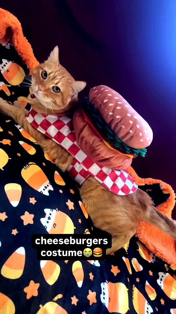 butter.on.a.poptart69 archive video preview