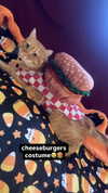 butter.on.a.poptart69 Altpins Profile Picture