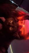 helikoous Altpins Profile Picture